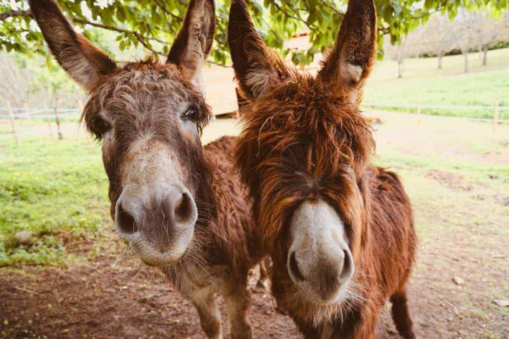 Two donkeys looking at the camera.