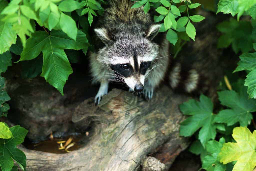 A raccoon peering out from foliage.