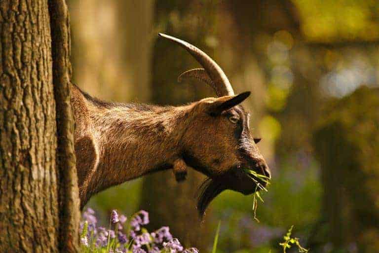 Things That Are Toxic To Goats The Open Sanctuary Project