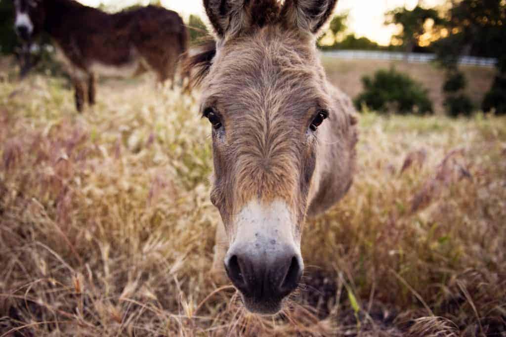 A donkey in a grassy field close to the camera.
