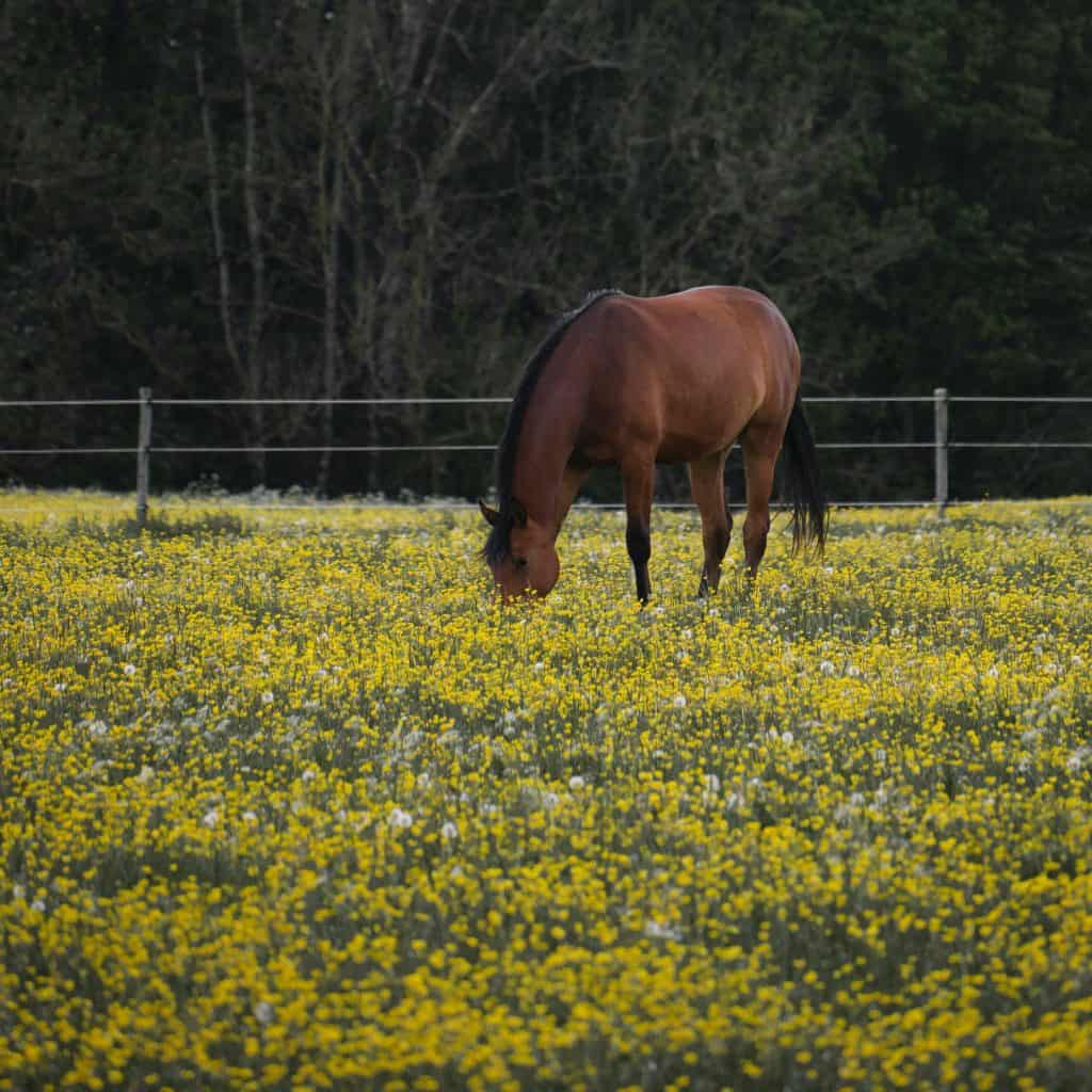 Bay horse eating in a field of yellow flowers.
