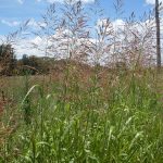 John Tann Johnsonn Grass, Sorghum halepense, a widspread weed of crops. Narrabri-Bingara Rd, near Paleroo, NSW Australia. January 2009.