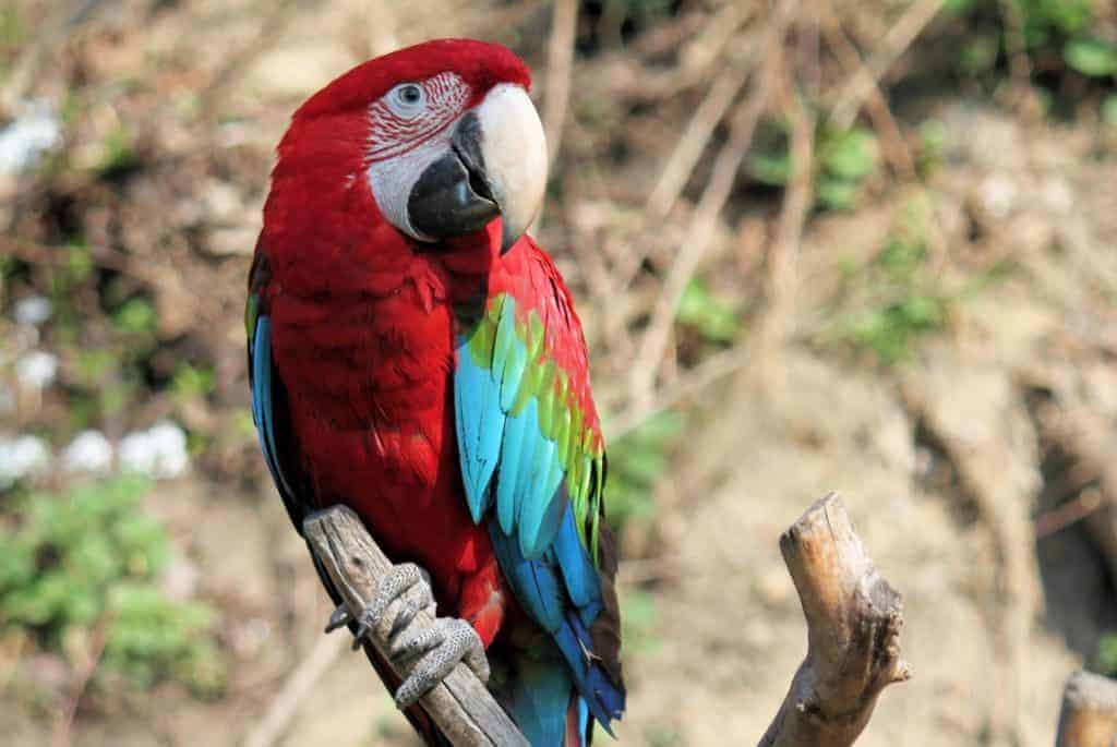 A red and blue parrot perched on a branch outside.