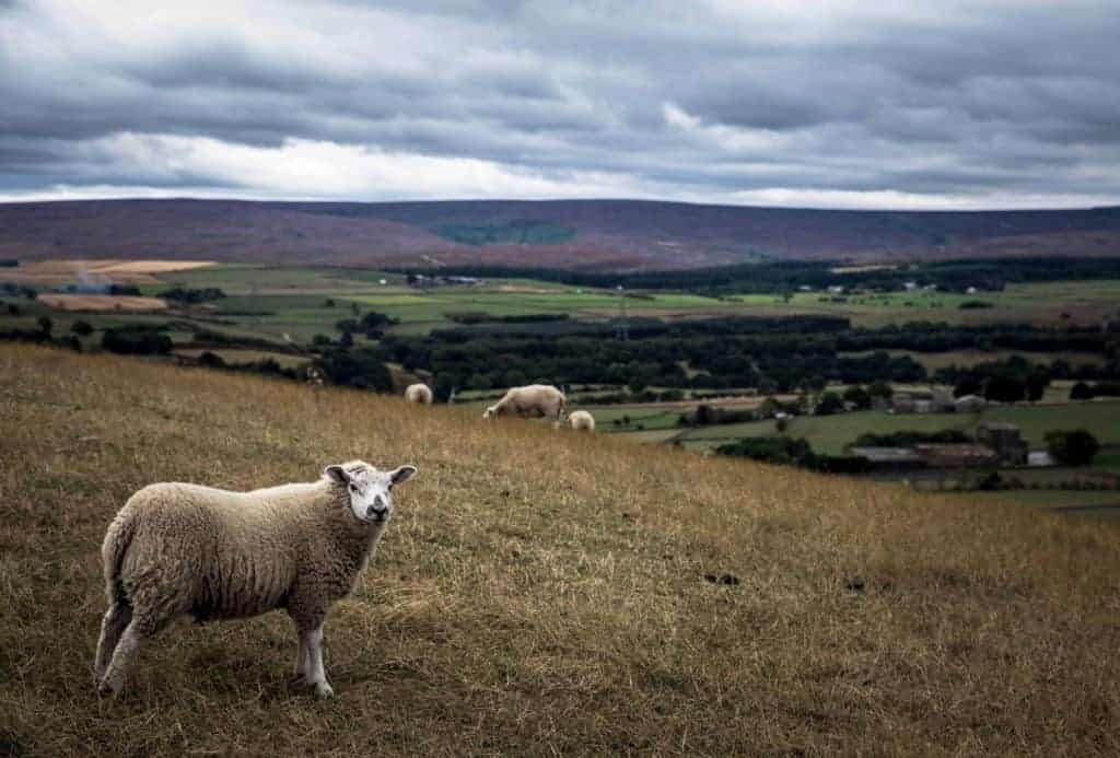 A large countryside pasture with four sheep on it, the closest sheep looking at the camera.