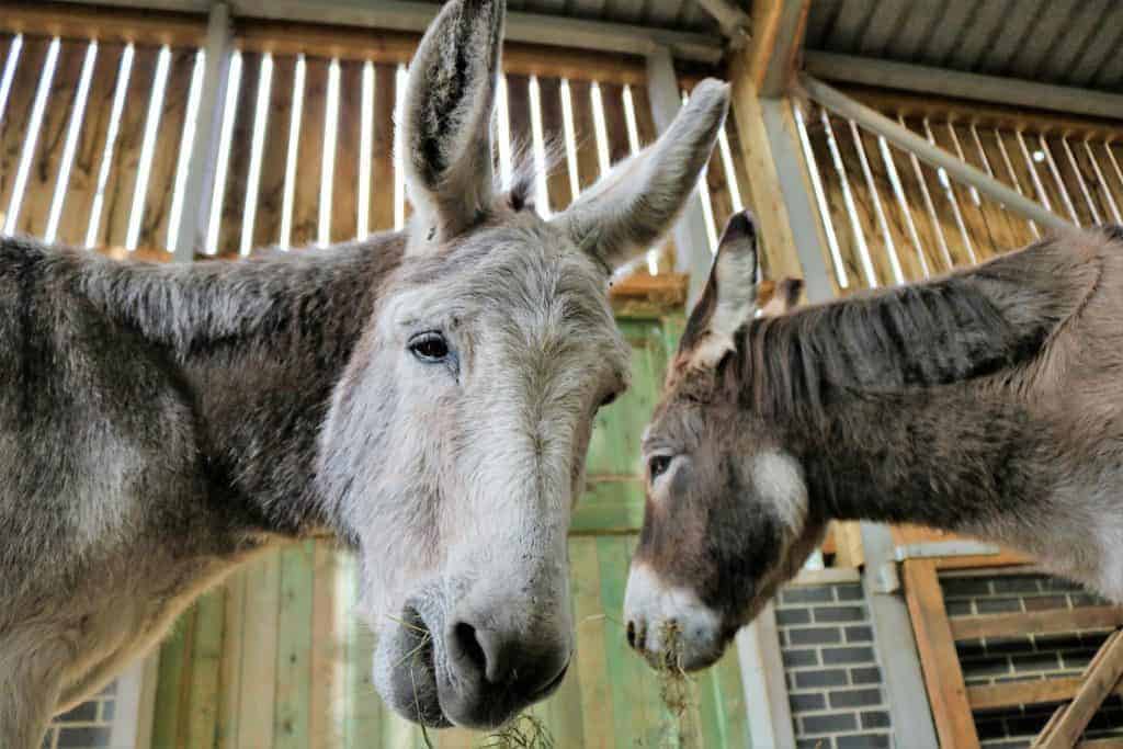 Two donkeys indoors, as photographed from below.