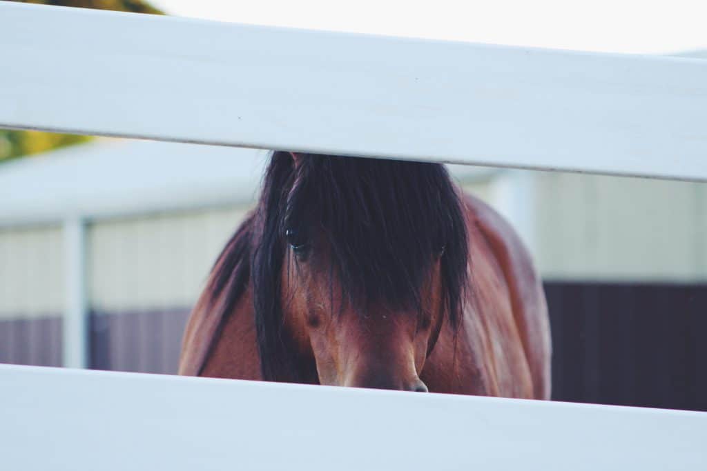 A horse peeking through two wooden fence slats.