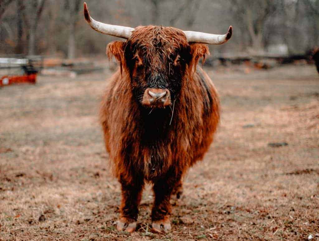 A highland cow with hooves due for a trimming.