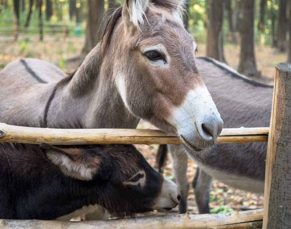 Three donkeys standing near a fenceline.