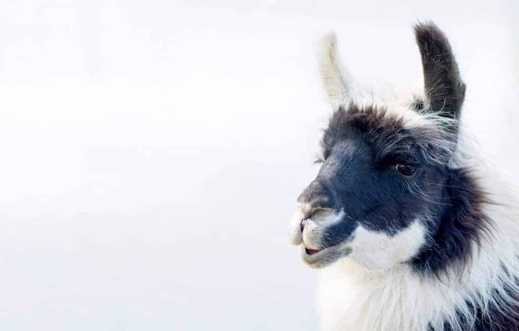 A black and white llama against a gray backdrop.