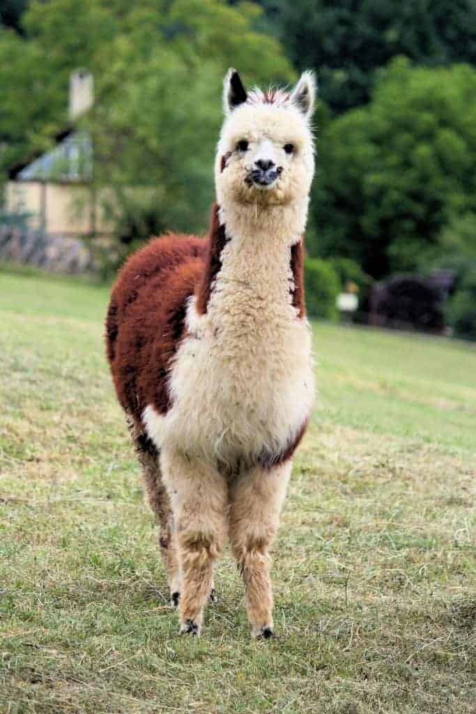 A brown and white alpaca looking at the camera, standing in a field.
