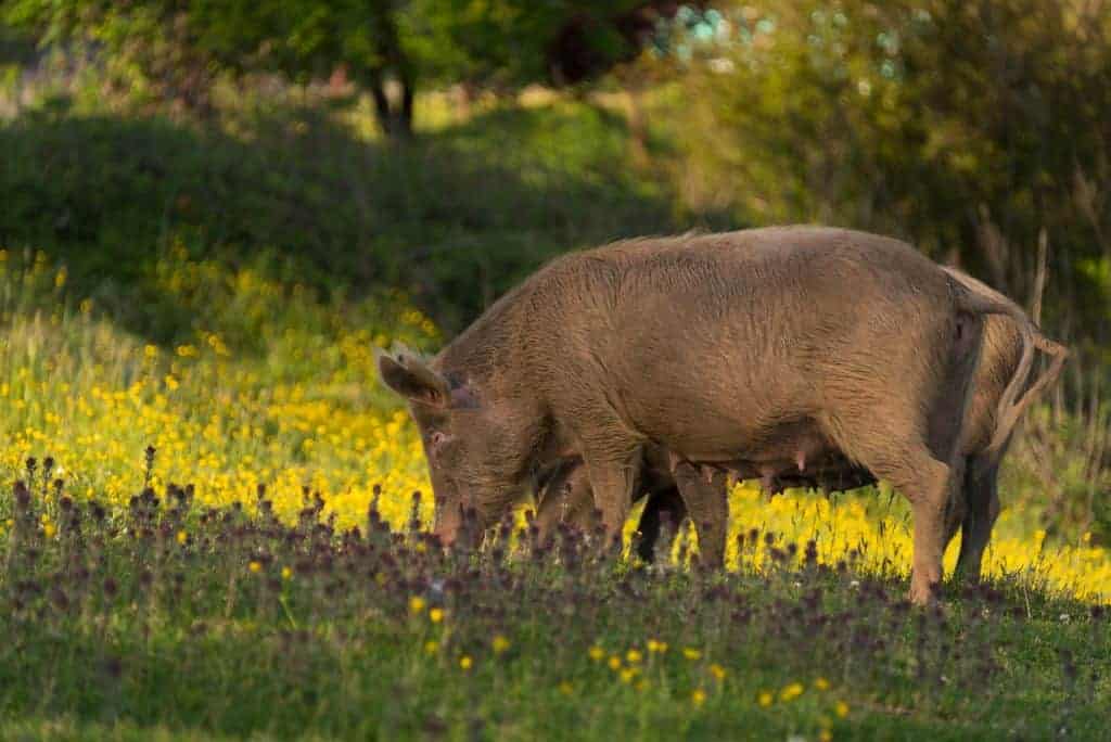 I just love my job I was trying to deliver grass for pigs and they