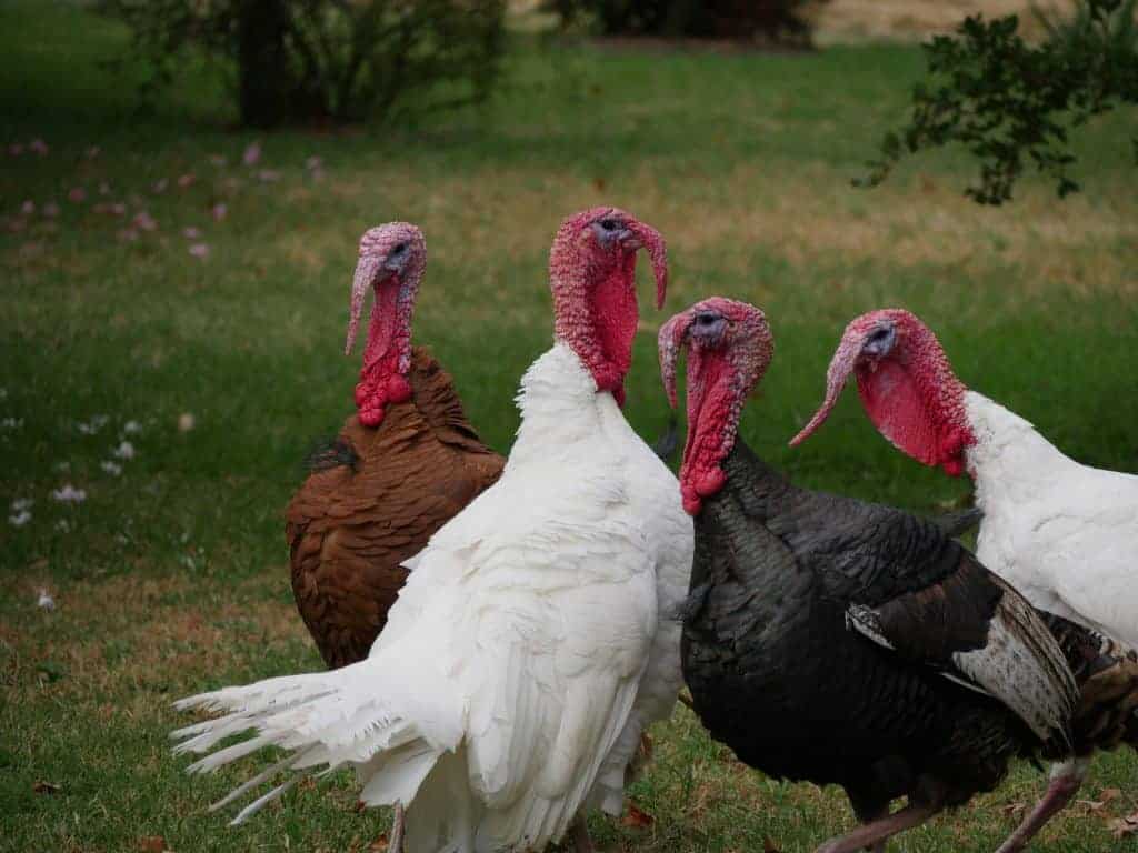 A series of turkeys close to each other outside.
