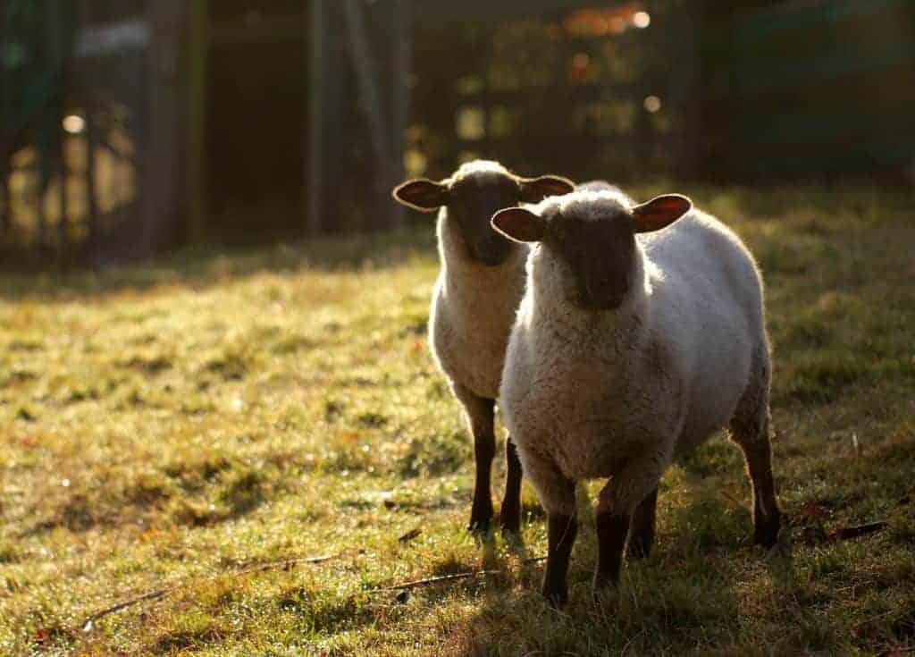 Two similar looking sheep outside in golden light.