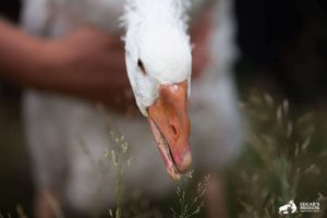 White goose lowering head to eat grass seeds.