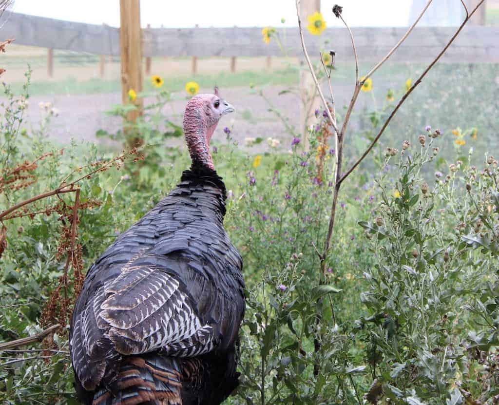 A tom turkey looks out into a folliage-filled pasture.