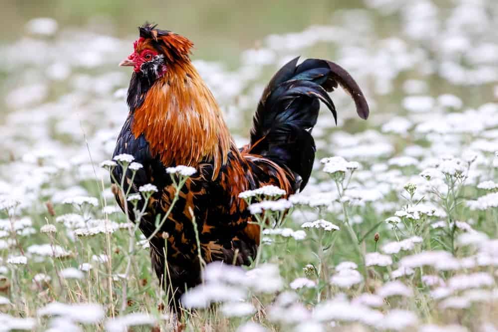 A chicken standing among flowering white plants.