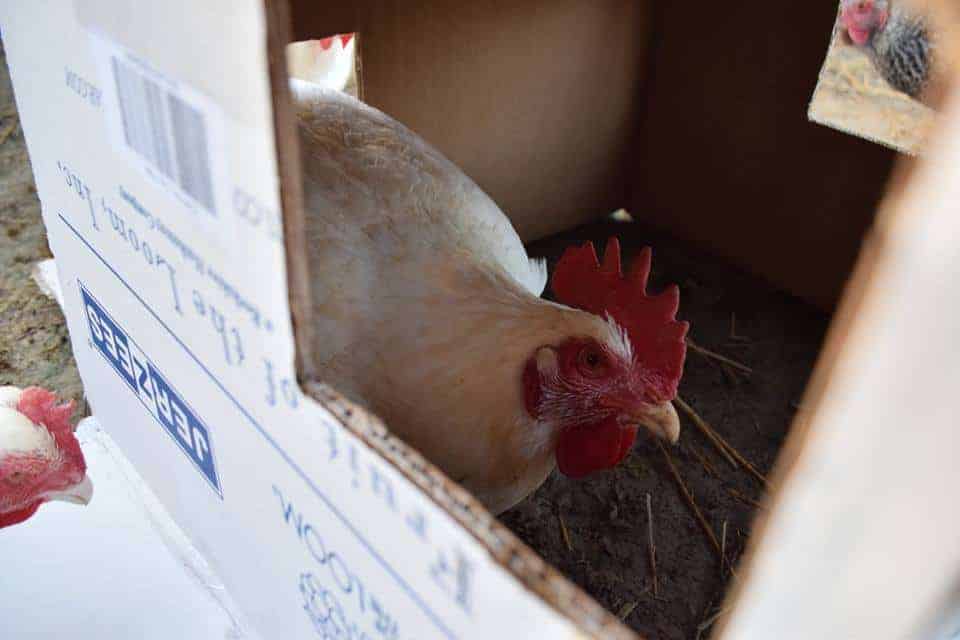A rooster peers out through a window cut into a cardboard box.