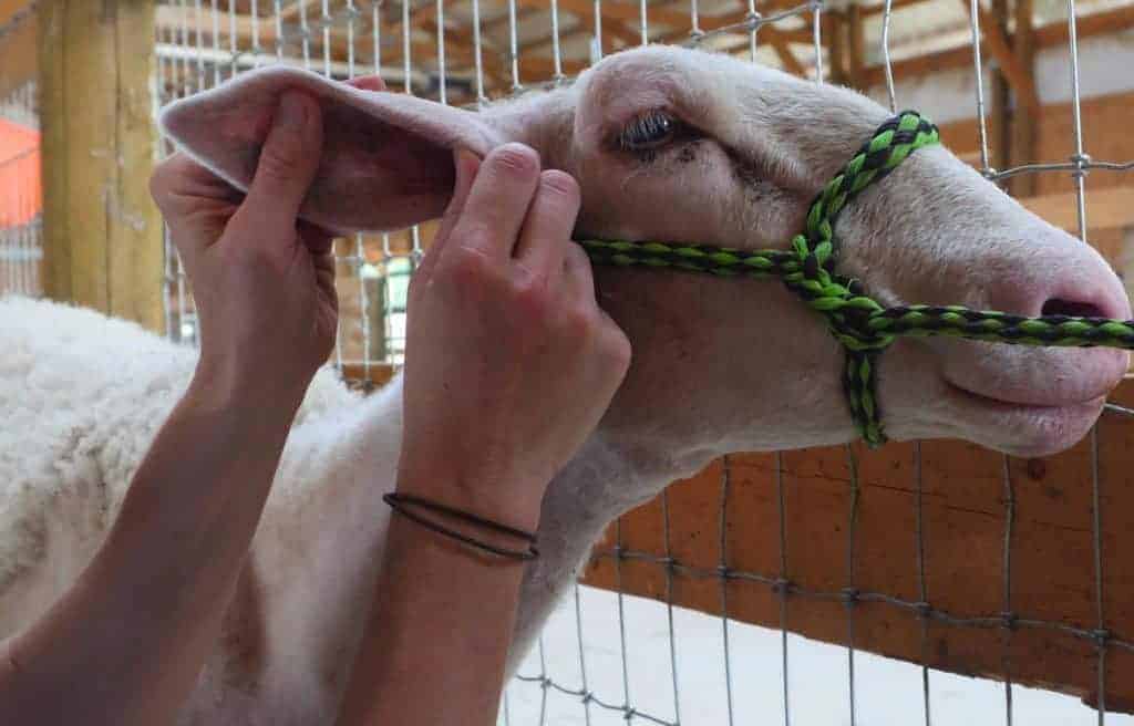 A caregiver examines the ear of a white sheep.