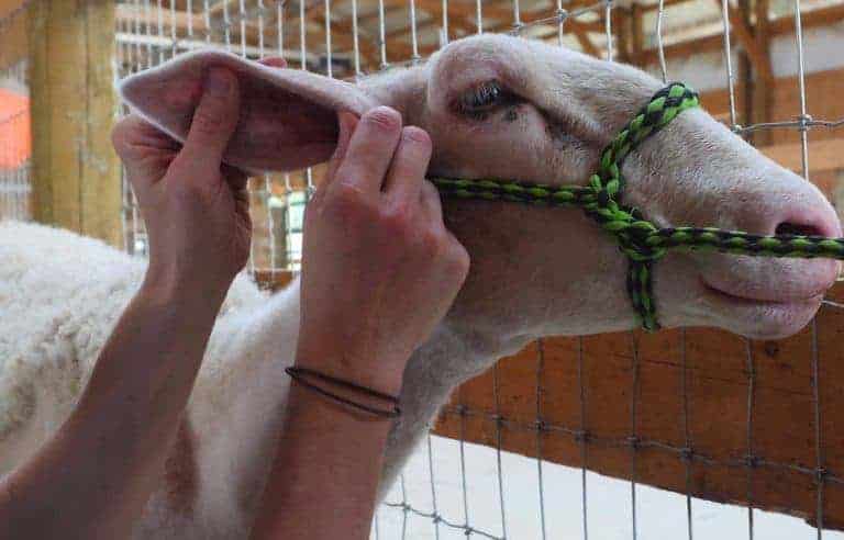 how-to-conduct-a-sheep-health-examination-the-open-sanctuary-project
