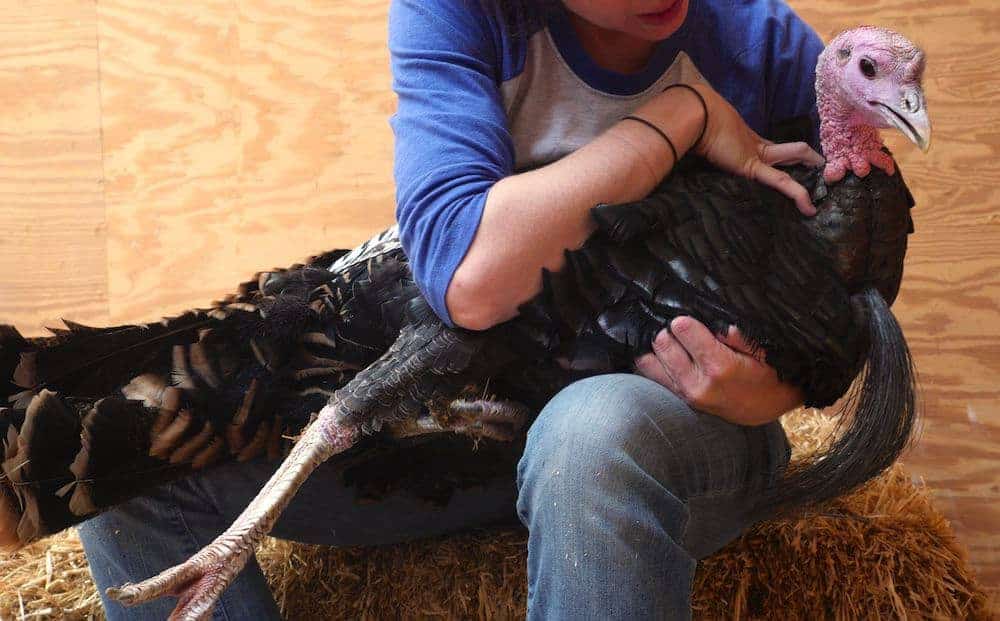 A caregiver checks the feathers of a large tom turkey that they are holding in their lap.