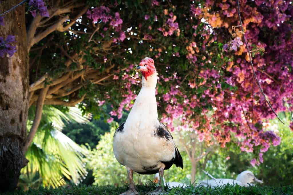 A muscovy duck standing under a flowering tree.