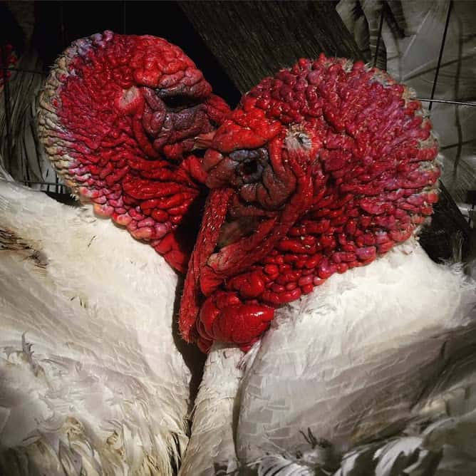 Two turkeys huddling together.