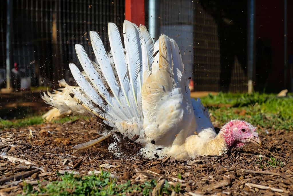 turkey hen taking a dust bath.