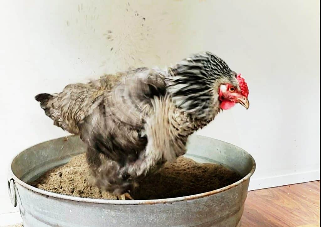 chicken standing in bucket of sand for dust bathing.