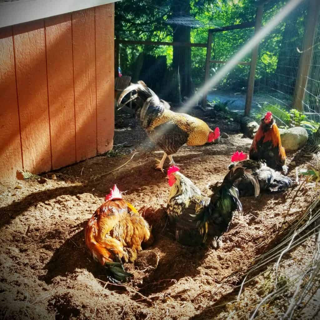 Roosters taking a dust bath in the sun.