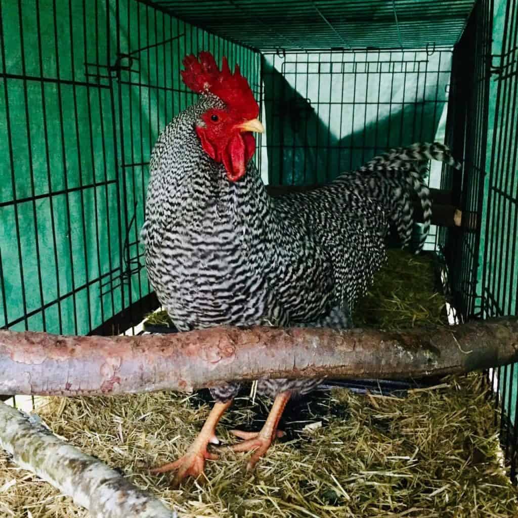 Quarantined rooster has access to a wooden perch in his living area.
