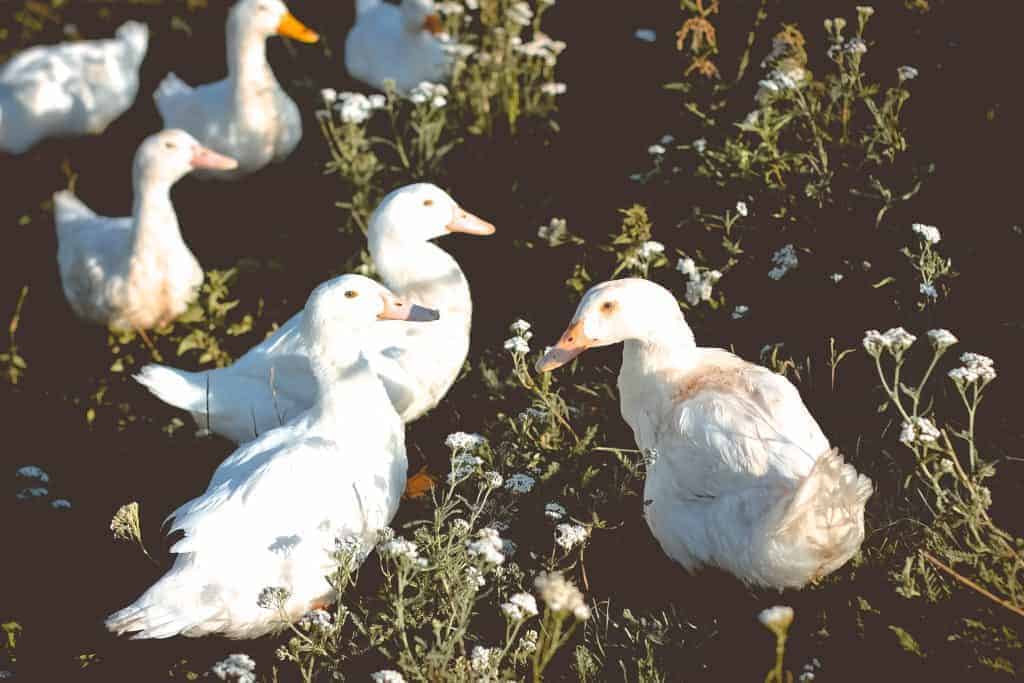 A large flock of domestic ducks outside on mixed foliage.