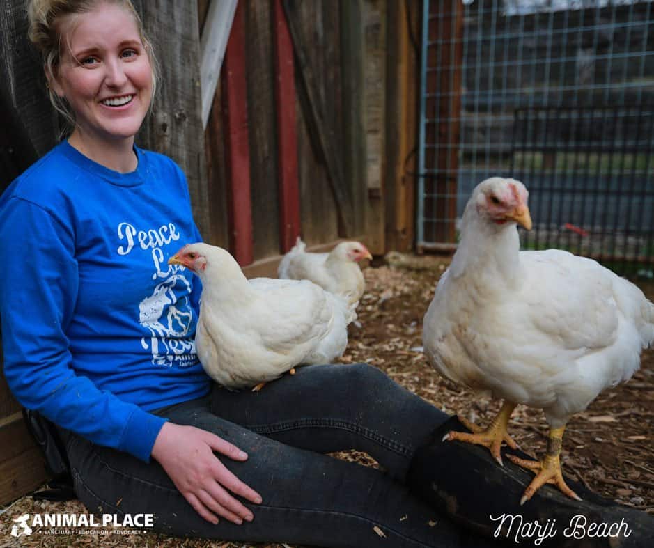 Two hens perch on a human's lap.