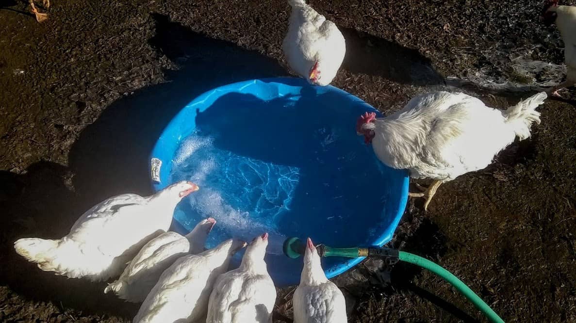 Seven large breed chickens spend time at the margins of a plastic pool being filled with water.