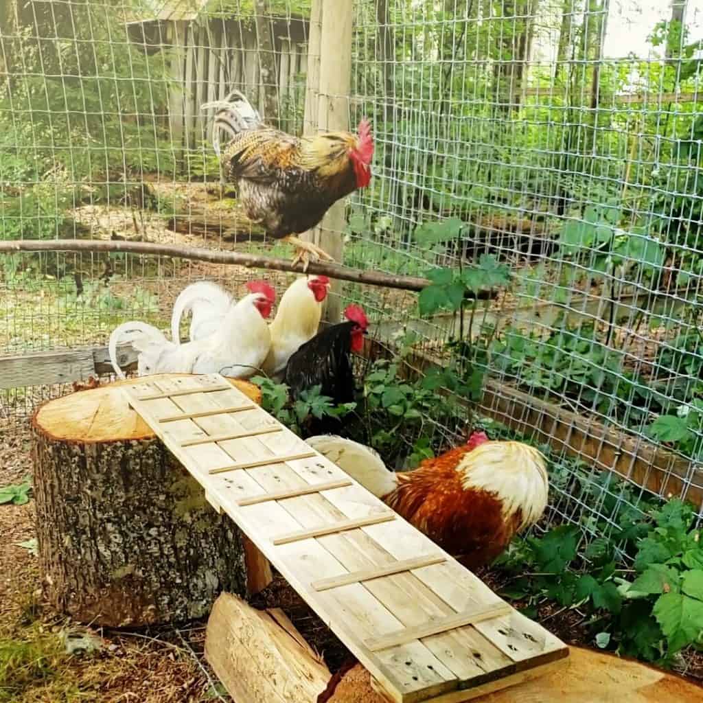 Roosters hang out in an enriched envirinment with perches, stumps, and shelves.