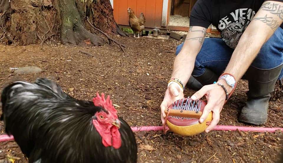 Rooster listens to human playing a Kalimba (thumb piano)