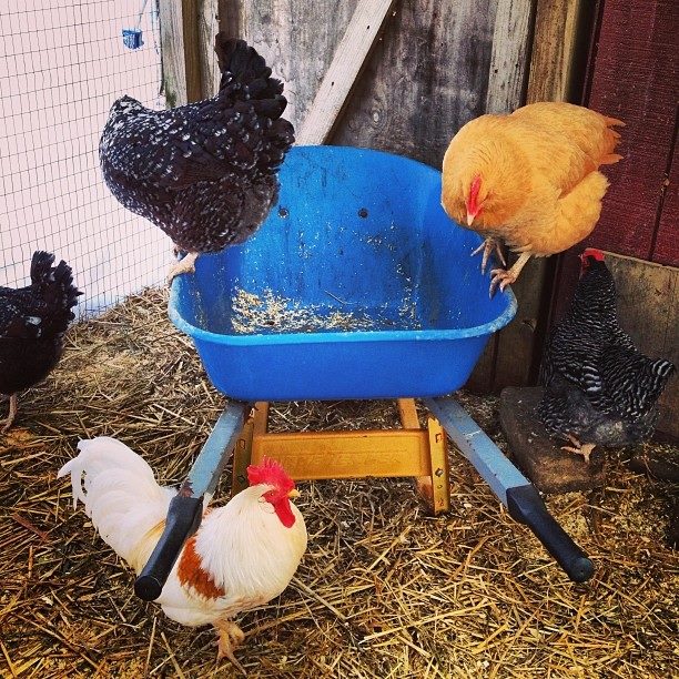 Chickens perch on and investigate a wheelbarrow.