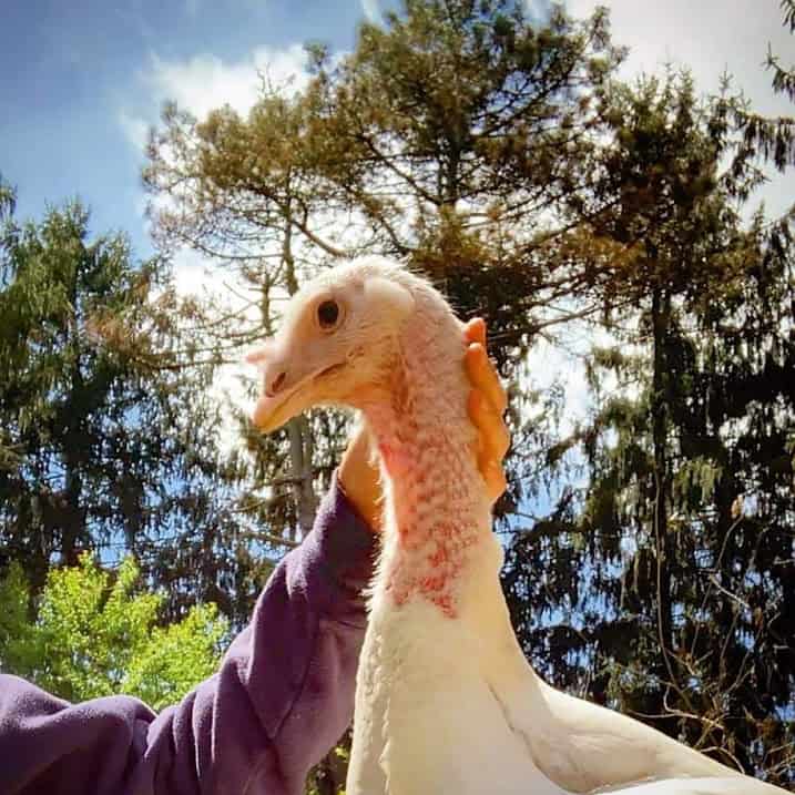 A large breed turkey being pet by a human.