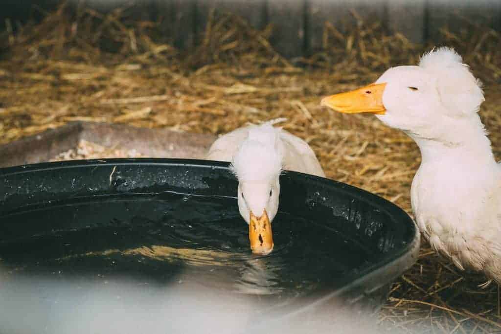 Two white ducks spend time near a water tub indoors.