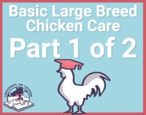 Basic Large Breed Chicken Care Part 1 logo