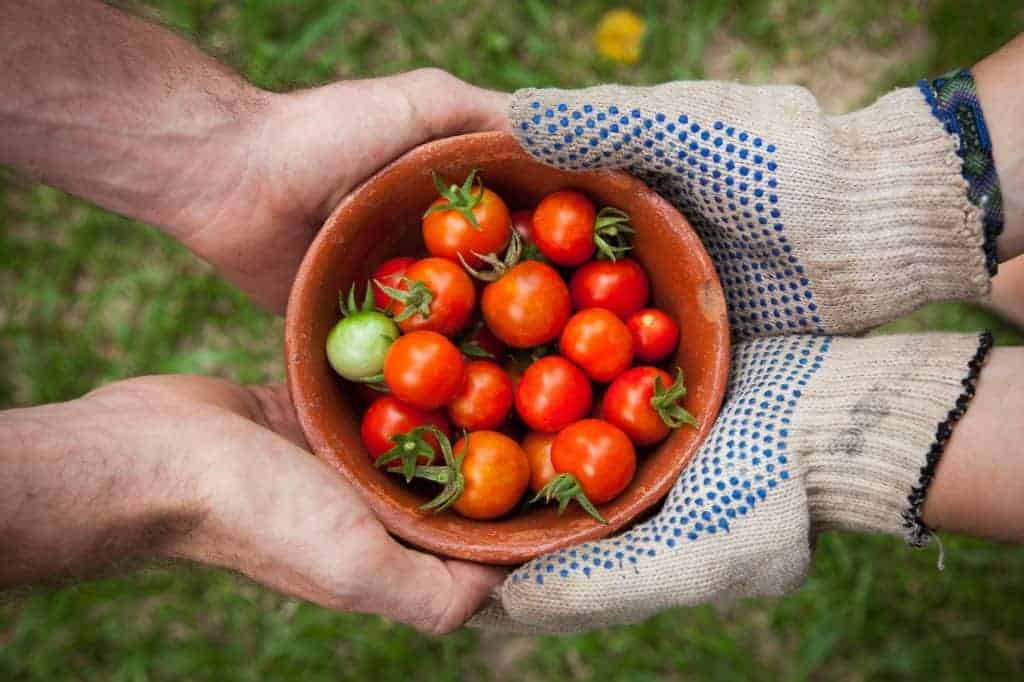 A bowl of tomatoes being passed from a farmer to a consumer, illustrating the concept of sharing.