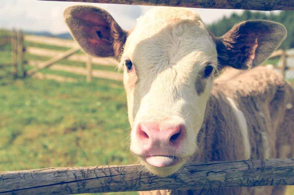 A younger cow looks at the camera through a fence outside.