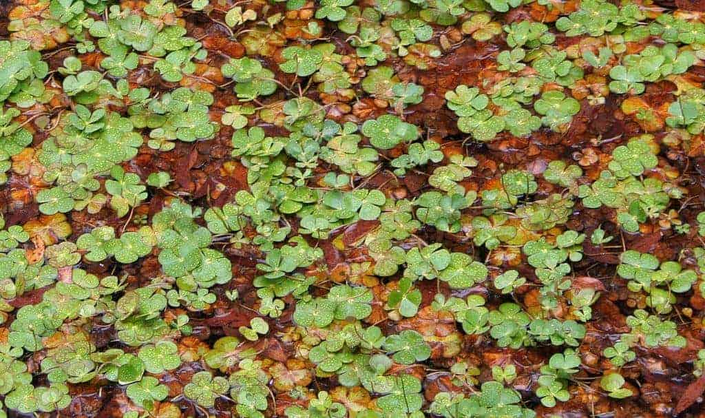 Nardoo, a clover-like plant on the ground.