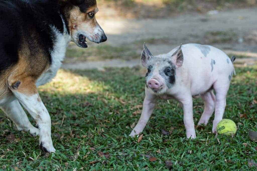 A young pig next to a tennis ball being confronted by a black and brown dog.