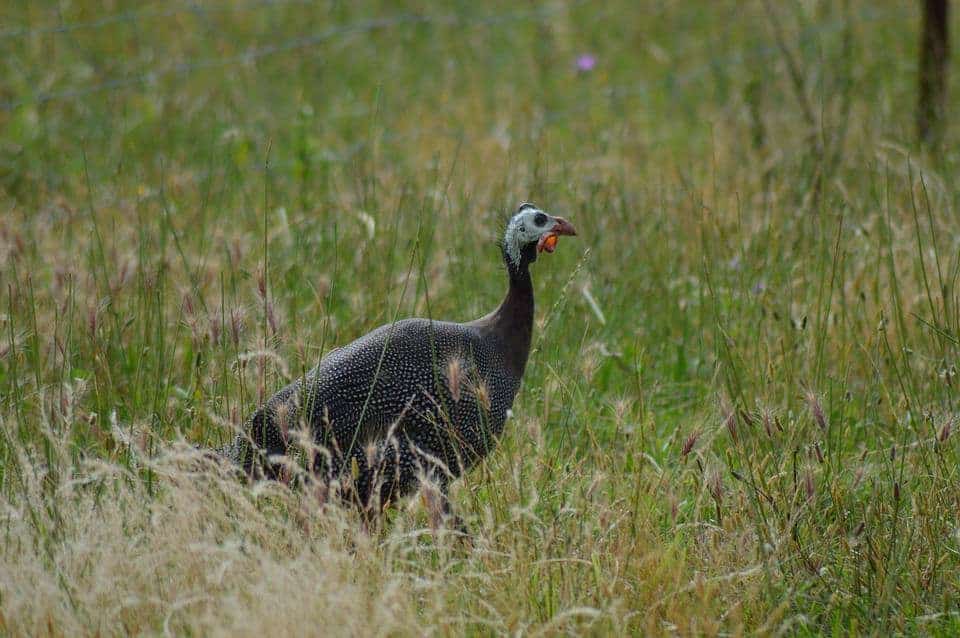 A Guinea fowl walking in tall grass outside.