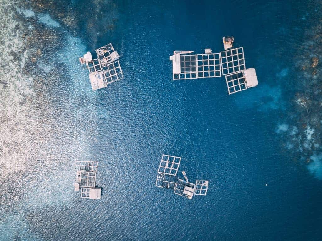 A fish farm on open water, as seen from the sky.