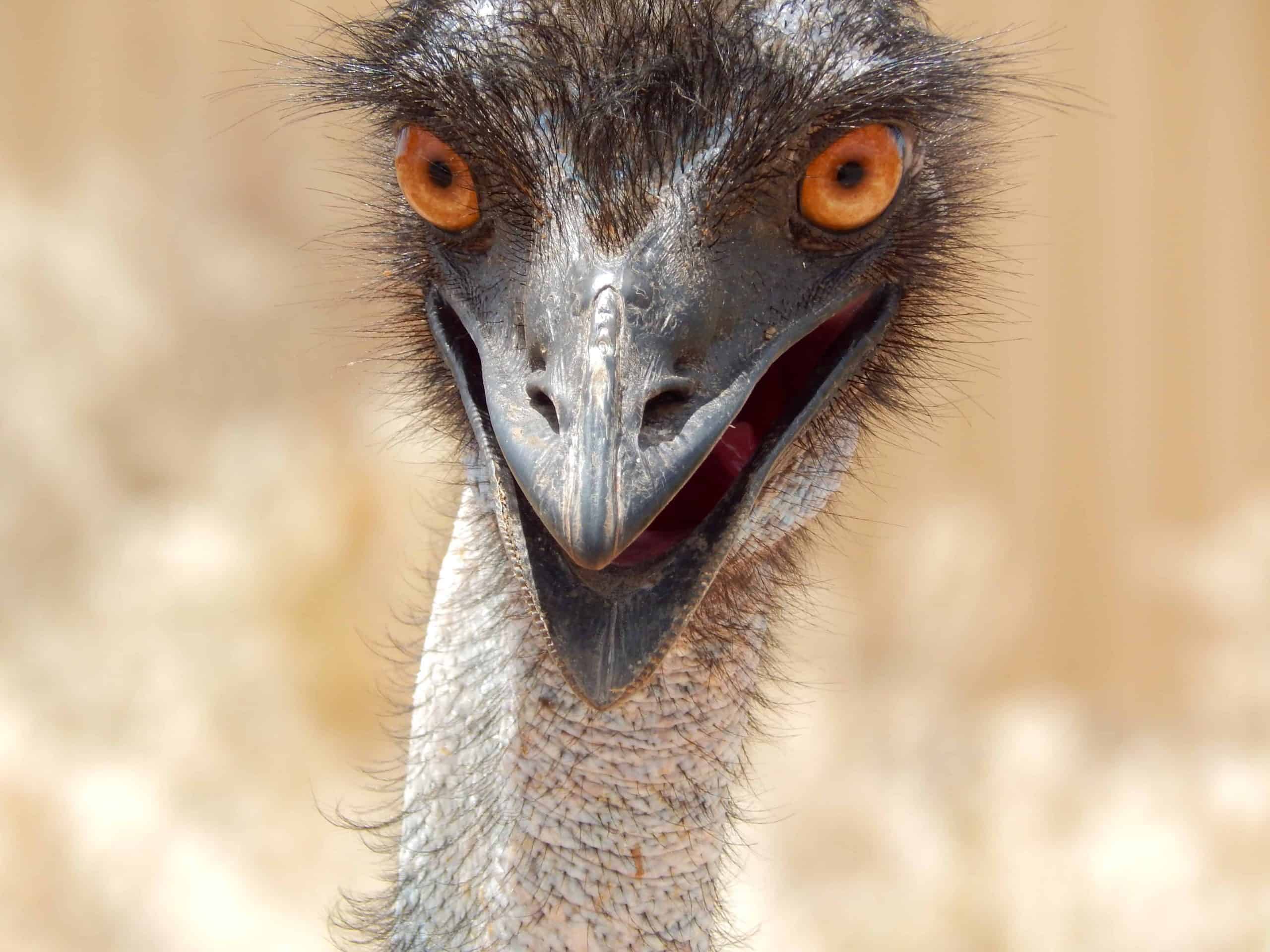 An emu looking at the camera.