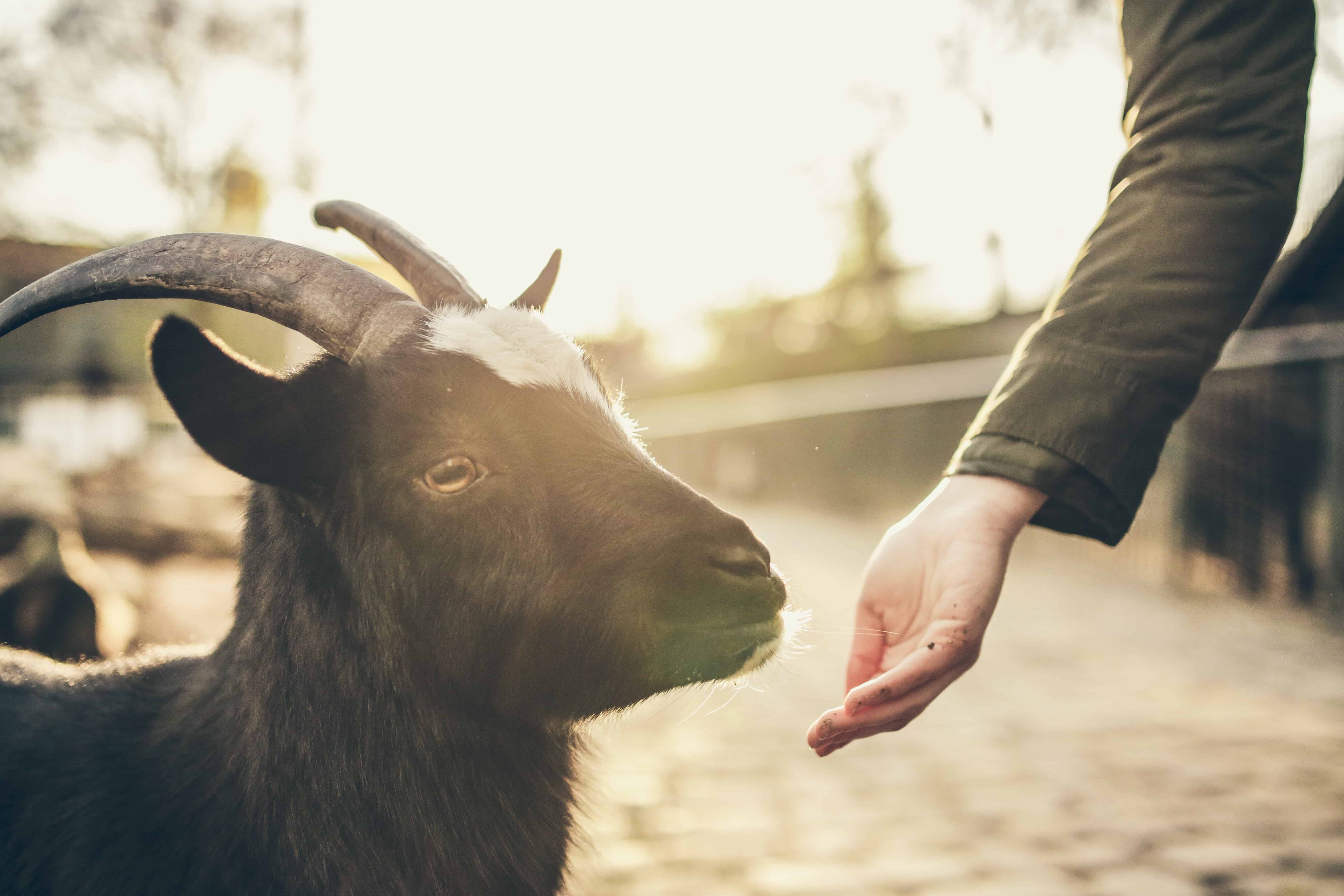 A person offering a young goat their hand.