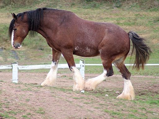 https://commons.wikimedia.org/wiki/File:Clydesdale_horse_by_Bonnie_Gruenberg.JPG