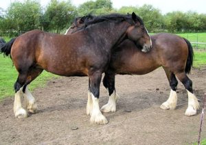 https://upload.wikimedia.org/wikipedia/commons/thumb/6/62/Shire_horses_arp.jpg/512px-Shire_horses_arp.jpg