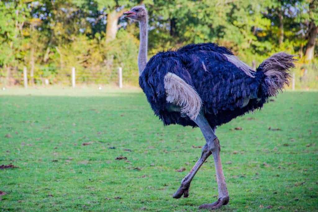 An ostrich walking outside.